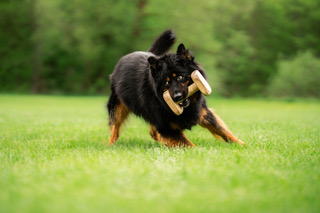 Wurzi